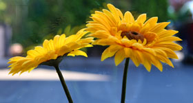 yellow daisys